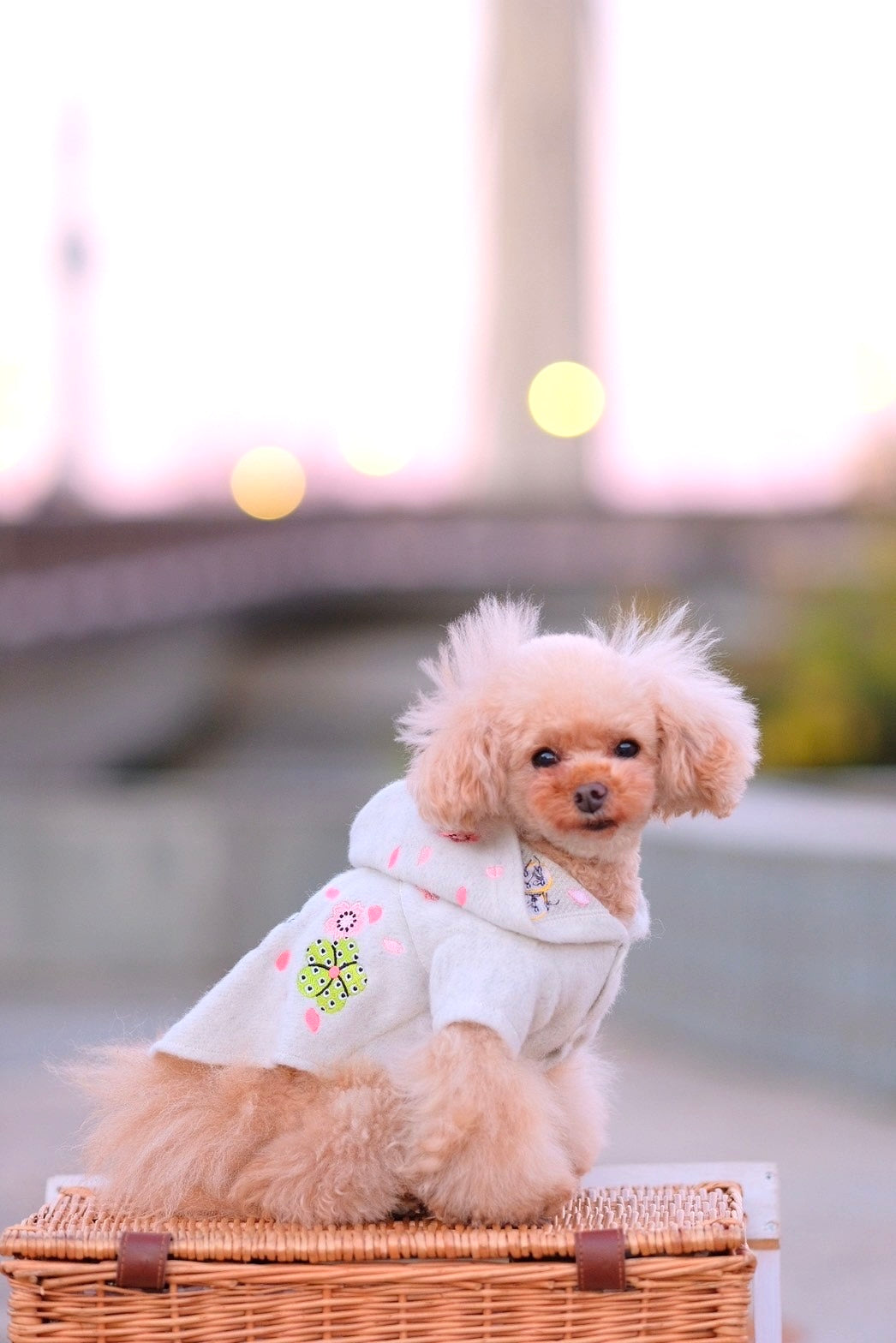 Dog Hoody Dress