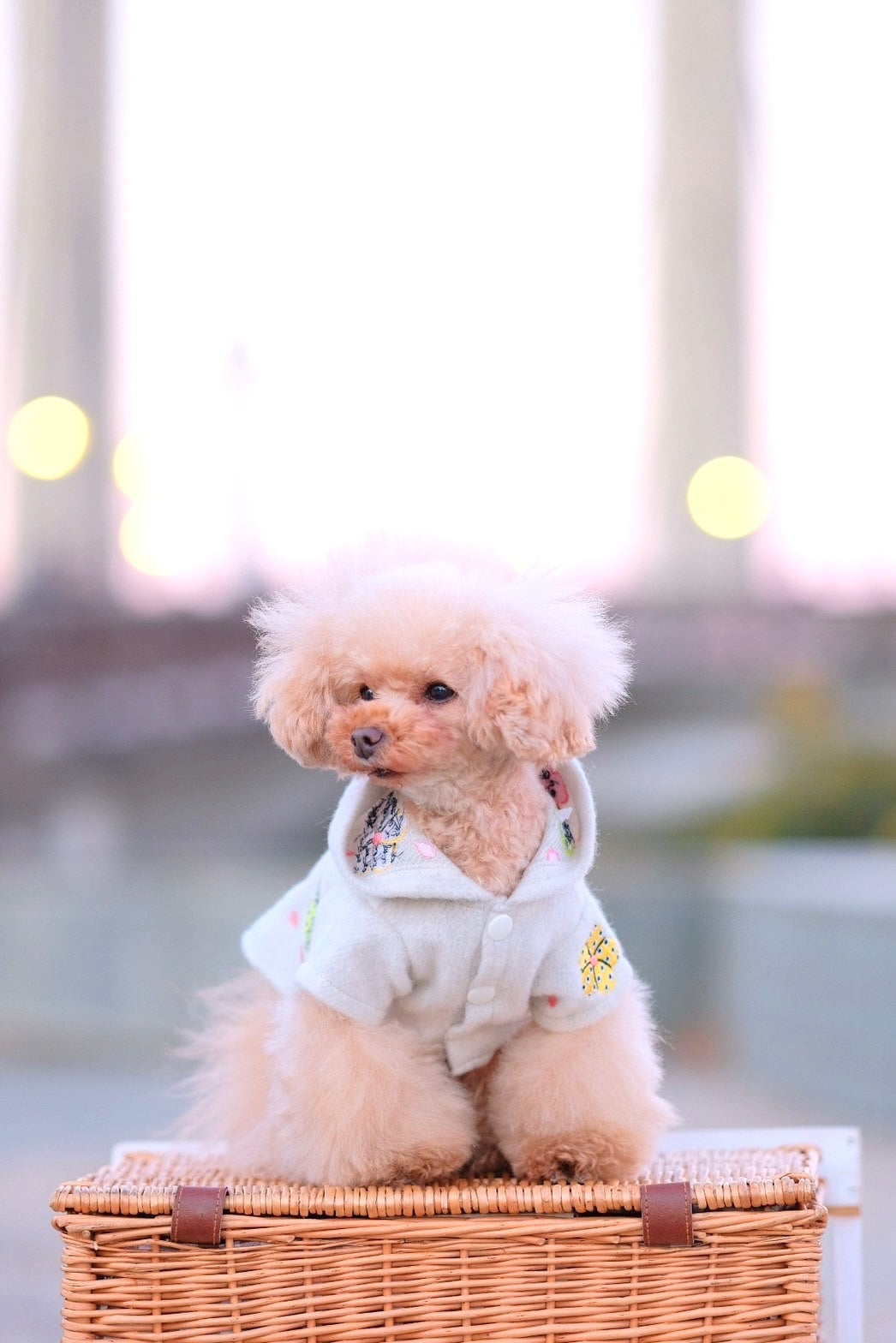 Dog Hoody Dress
