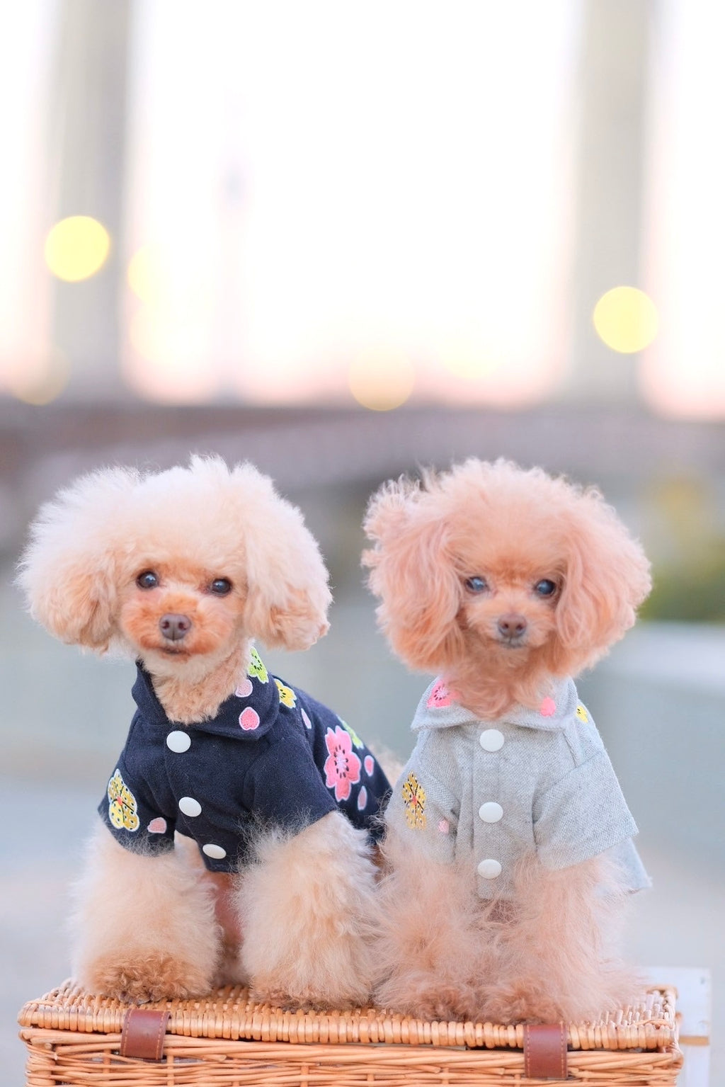Dog Shirts Dress