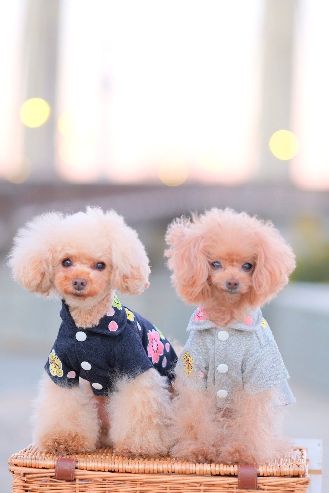 Dog Shirts Dress