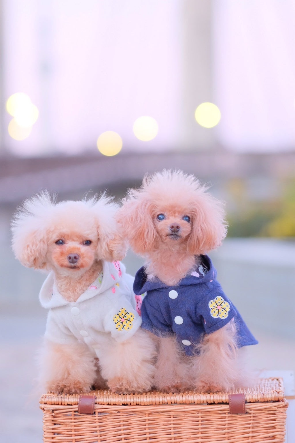 Dog Hoody Dress