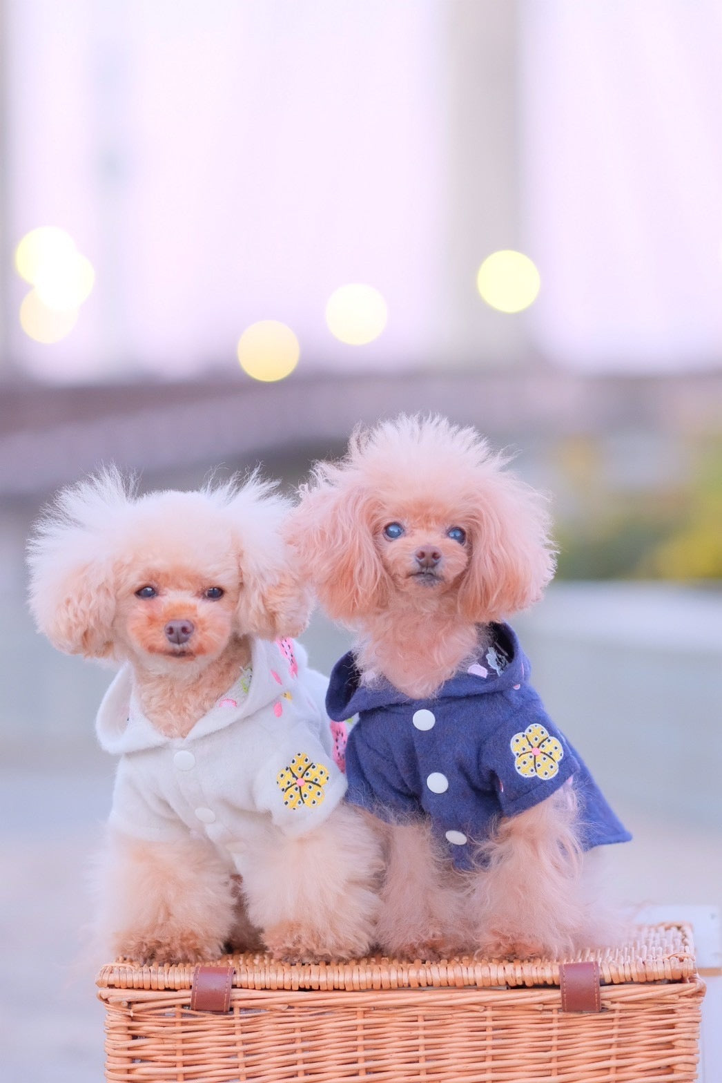 Dog Hoody Dress